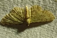 Pasiphila debiliata