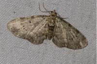 Pasiphila debiliata