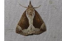 Hypena crassalis