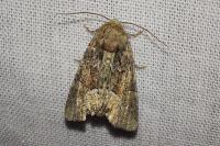 Oligia strigilis