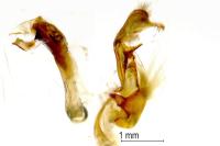 Oligia strigilis