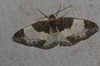 Mesoleuca albicillata