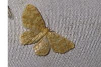 Hydrelia flammeolaria
