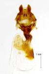 Oligia versicolor