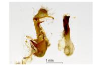 Oligia versicolor