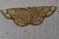 Stegania cararia