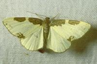 Lomaspilis marginata