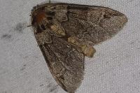 Drymonia obliterata