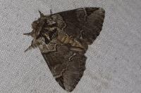 Drymonia obliterata