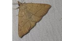 Paracolax tristalis