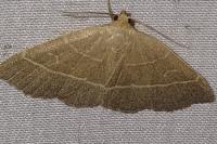 Trisateles emortualis