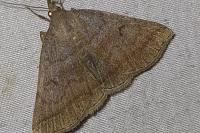 Zanclognatha lunalis