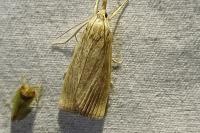 Calamotropha paludella