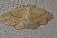 Cyclophora punctaria