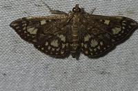 Anania stachydalis