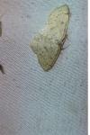 Cyclophora albipunctata