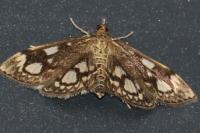 Anania coronata