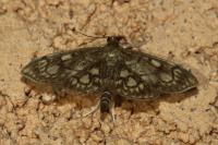 Anania stachydalis