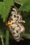 Anania hortulata