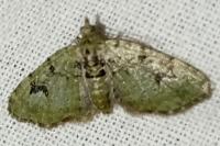 Chloroclystis v-ata