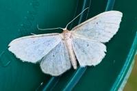 Idaea