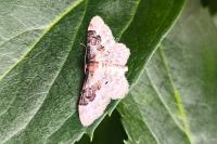 Idaea rusticata