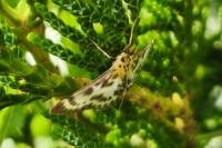 Anania hortulata
