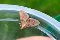 Endotricha flammealis