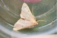 Endotricha flammealis