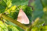 Udea ferrugalis