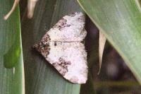 Xanthorhoe fluctuata