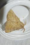 Malacosoma neustria