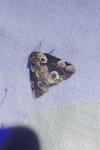 Thyatira batis