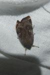 Noctua janthe/janthina