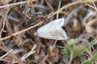 Eublemma ostrina