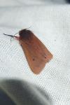Phragmatobia fuliginosa