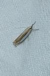 Crambus pascuella