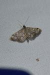 Anania coronata