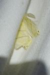 Ourapteryx sambucaria