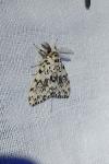 Lymantria monacha