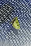 Chloroclystis v-ata
