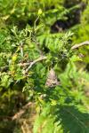 Macroglossum stellatarum
