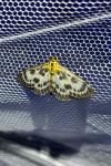 Anania hortulata
