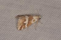 Eublemma elychrysi