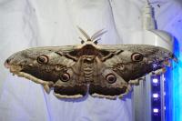 Saturnia pyri