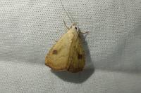 Rivula sericealis