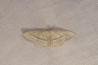 Idaea mediaria
