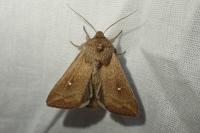 Mythimna albipuncta