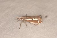 Catoptria corsicellus
