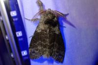 Calliteara pudibunda